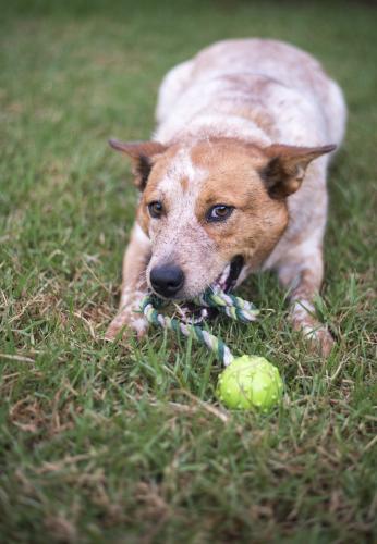 Red cattle dog chewing toy on green lawn with cheeky playful grin