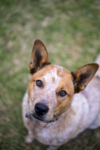 Red cattle dog sitting on lawn looking up at camera