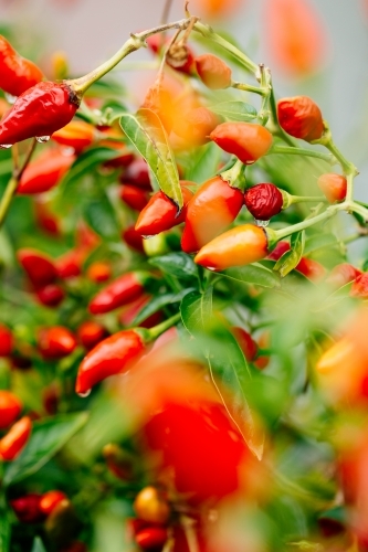 Red chillies in kitchen garden