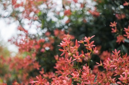 red christmas bush - Australian Stock Image