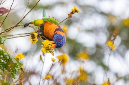 Red-collared lorikeet feeding on a yellow flower - Australian Stock Image
