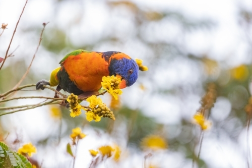 Red-collared lorikeet feeding on a yellow flower - Australian Stock Image
