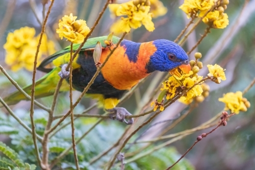 Red-collared lorikeet feeding on a yellow flower - Australian Stock Image