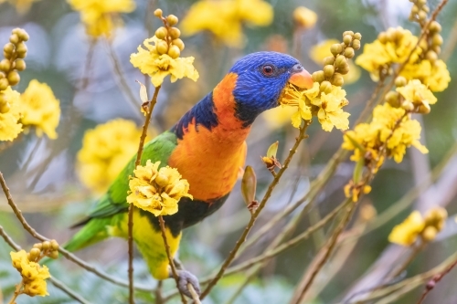 Red-collared lorikeet feeding on a yellow flower - Australian Stock Image