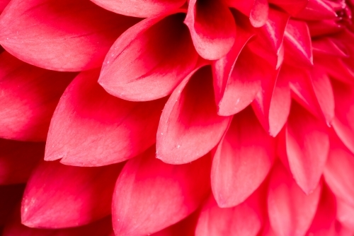 Red dahlia close up