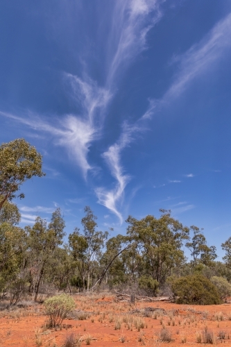 Red dirt, blue sky & white wispy clouds in Outback NSW bush scene