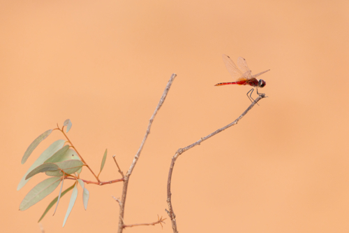 Red dragonfly, Crimson Marsh Glider, resting on gum branch - Australian Stock Image