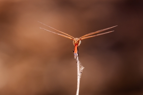 red dragonfly perched on a stick - Australian Stock Image