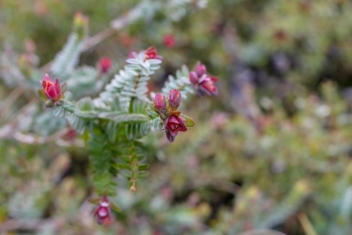 Red flower on native darwinia shrub
