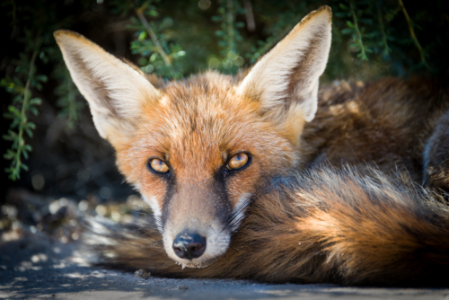 Red fox resting in shade - Australian Stock Image