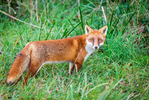 Red fox standing alert in green grass. - Australian Stock Image