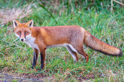 Red fox standing alert in green grass. - Australian Stock Image