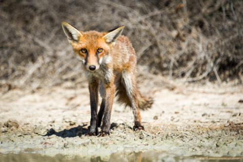 Red fox standing by a waterhole - Australian Stock Image