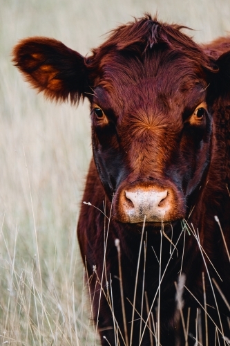 Red furry Angus cow in the long grass