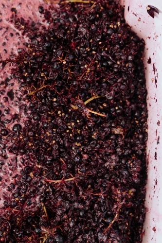 Red Grapes Fermenting at the Vineyard - Australian Stock Image