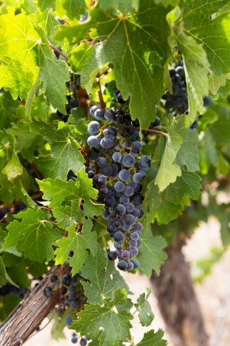 Red grapes on vine at vintage time - Australian Stock Image