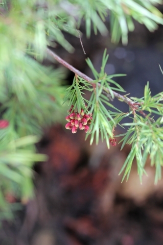 Red grevillea about to flower - Australian Stock Image