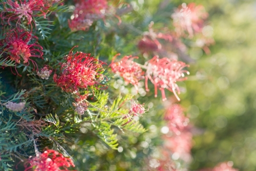 Red grevillea flowers on bush