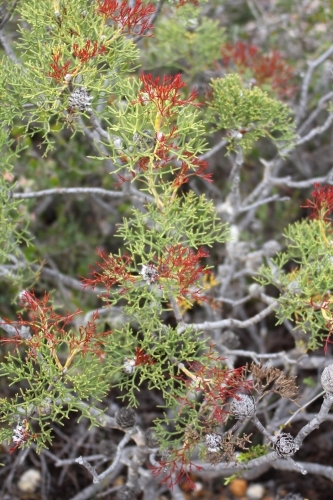 Red growth on conebush shrub - Australian Stock Image