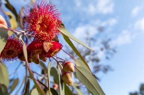 red gum blossoms against blue sky - Australian Stock Image