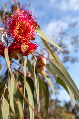 red gum blossoms against blue sky