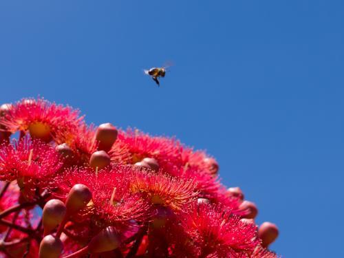 Red gum blossoms with bee hovering against blue sky - Australian Stock Image