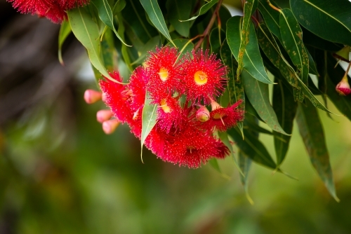 Red gum flowers with gum leaves and blurred green background - Australian Stock Image
