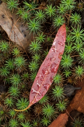 Red gumleaf with raindrops on green moss