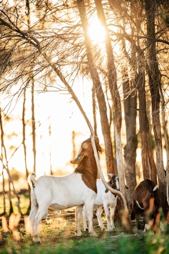 Red headed buck reaching up a tree in the sunshine - Australian Stock Image