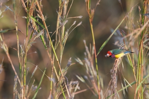 Red-headed Gouldian finch feeding on grass seeds - Australian Stock Image