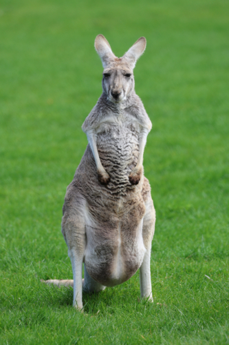 Red Kangaroo - Australian Stock Image