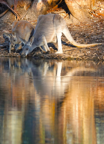Red Kangaroo - Australian Stock Image