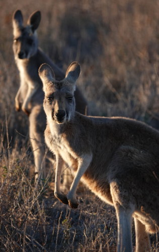 Red Kangaroo - Australian Stock Image