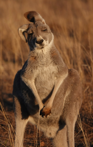 Red Kangaroo - Australian Stock Image