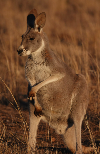 Red Kangaroo - Australian Stock Image