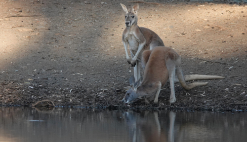 Red Kangaroo drinking at an outback waterhole - Australian Stock Image