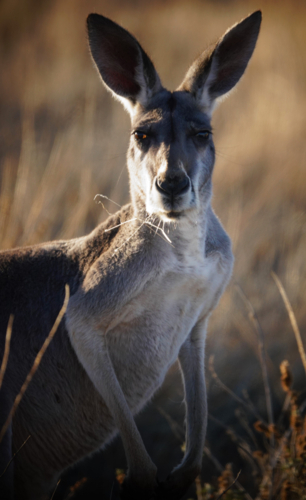 Red Kangaroo in a grass field - Australian Stock Image