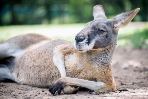 Red Kangaroo lying down - Australian Stock Image