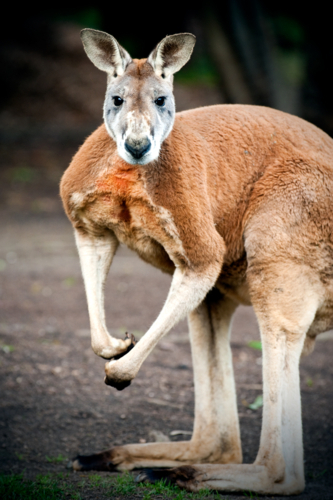 Red kangaroo standing alert on open ground - Australian Stock Image