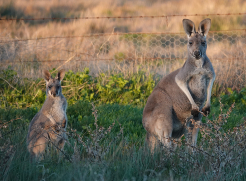 Red Kangaroo standing in outback grassland - Australian Stock Image