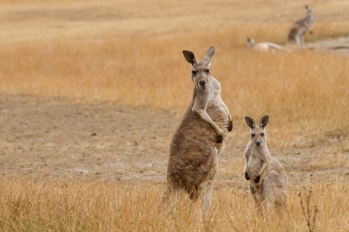 Red Kangaroos - Australian Stock Image