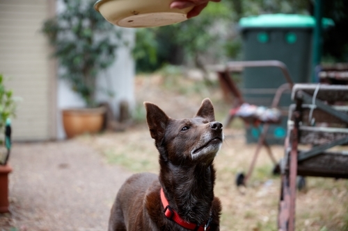 Red kelpie dog