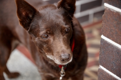 Red kelpie dog - Australian Stock Image
