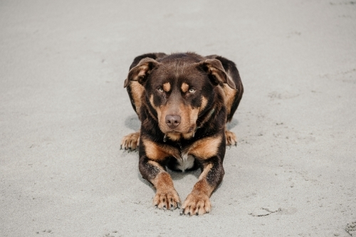 Red kelpie dog sitting on the sand. - Australian Stock Image