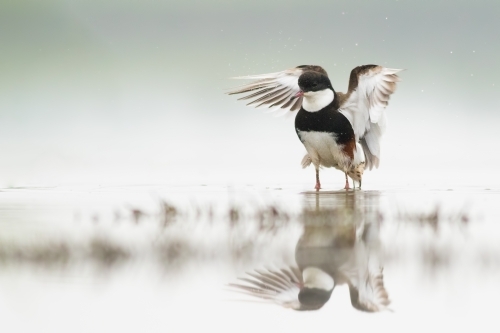Red-kneed Dotterel standing in water with reflection.