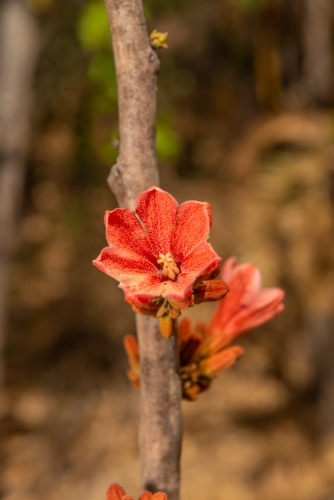 Red Kurrajong flower