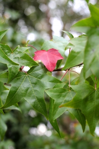 Red leaf detail on liquidambar tree - Australian Stock Image