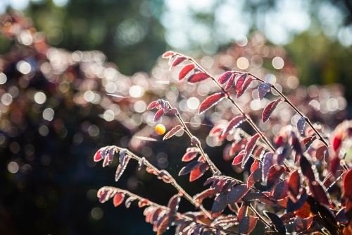 Red leaves covered in droplets of dew - Australian Stock Image