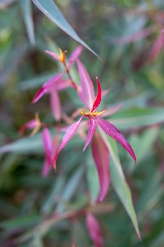 Red leaves on native tree - Australian Stock Image