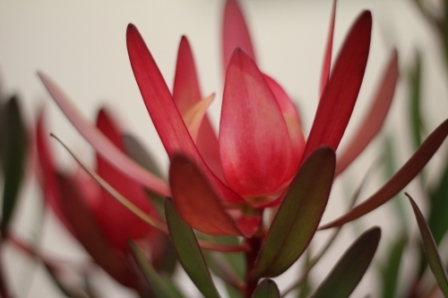 red leucadendron flower - Australian Stock Image